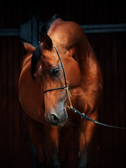 portrait of wonderful bay  arabian horse.