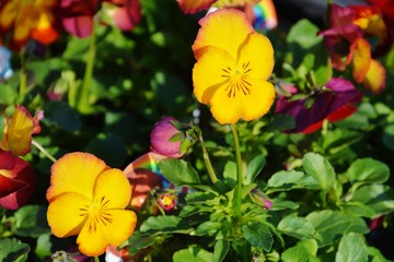 ガーデニング・ビオラ