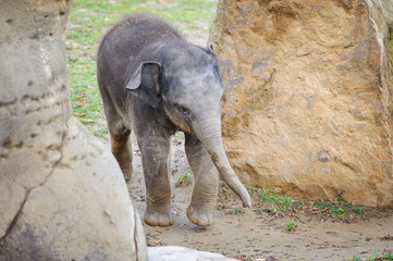 Small baby elephant between rocks