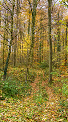 Waldweg im Herbst