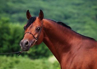 portrait of bay arabian stallion
