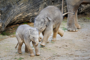 Two cute baby elephants in fun game