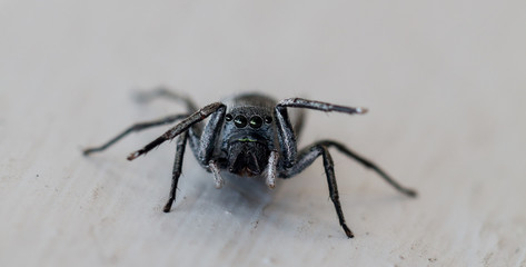 Spingspinne Makro