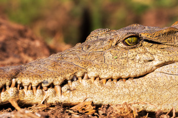 Krokodil Portrait
