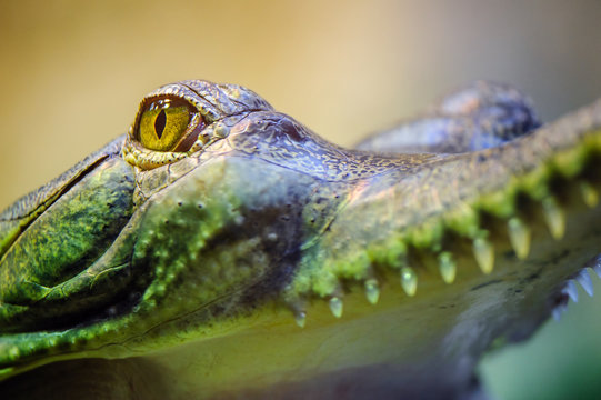 Gavial with open mouth and teeth