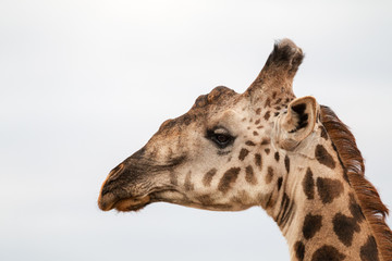 Giraffen Bulle im Profil