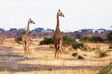 Giraffen Pärchen