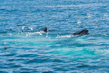 Fototapeta premium A pair of whales lunge feeding in the Atlantic Ocean near Gloucester Massachusetts