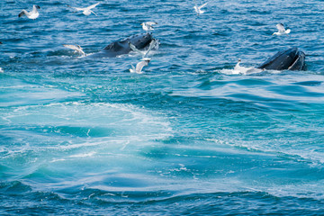 A pair of whales lunge feeding in the Atlantic Ocean near Gloucester Massachusetts