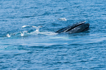 Birds easting the leftovers from Humpback Whale Lunge Feeding near Stellwagen Bank Marine Sanctuary Gloucester Massachusetts