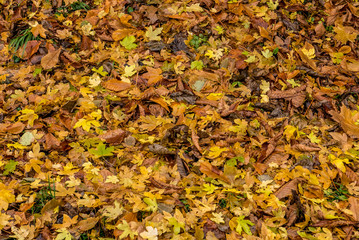 Herbstliches Laub