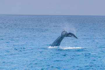Fototapeta premium Humpback Whale Fluking in Stellwagen Bank Marine Reserve near Boston Massachusetts