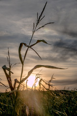 Obraz premium Maisfeld in der Abendsonne