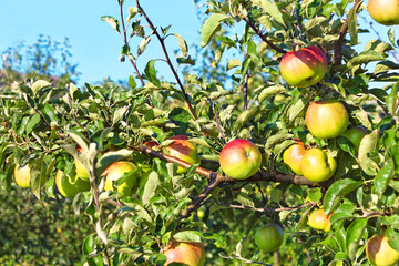 Ripening apple fruits hanging on the branches