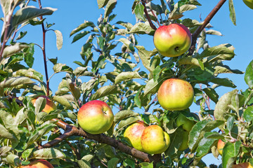 Apple fruits hanging on the branches