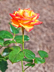 Fototapeta na wymiar Orange rose flower