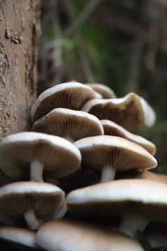 group of elm mushrooms