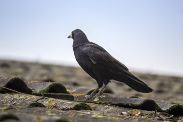 Crow on a roof