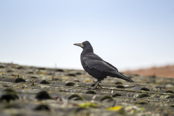 Crow on a roof