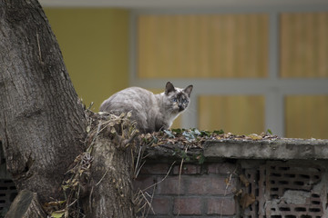 Cat sitting on a wall