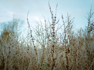 winter morning,Northern Ireland