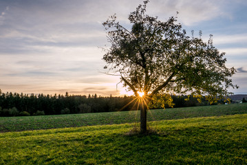 Misteln auf Apfelbaum