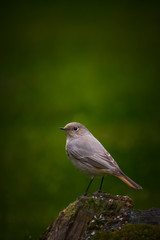 Fototapeta premium Redstart