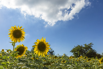 Sunflowers blooming in farm with blue sky