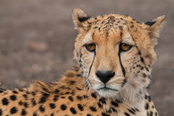 Portrait eines Geparden