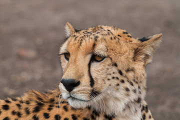 Gepard Portrait © Lightning-World