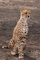 Gepard Portrait