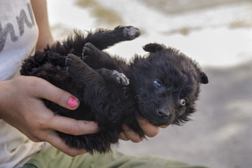 Puppy in the hands 