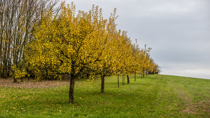 Baumgrundstück im Herbst