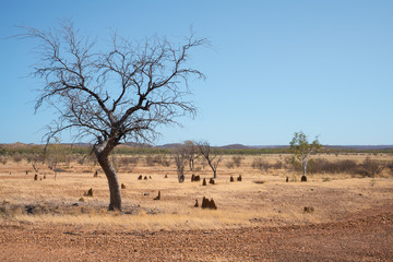 Dry and arid outback Australia with anthills and dead tree