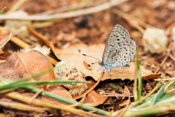 Winziger Schmetterling