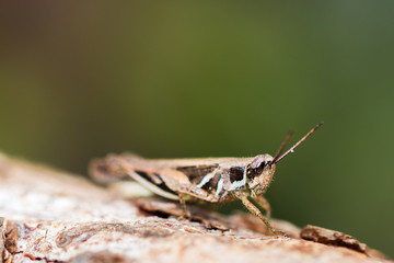 Heuschrecke