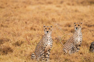 Geparden Jungs © Lightning-World