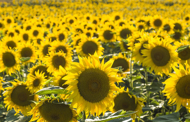 Fototapeta premium Sunflowers blooming in farm with blue sky