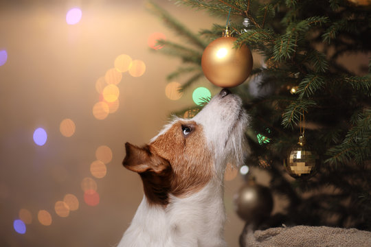Happy New Year, Christmas, Jack Russell Terrier. holidays and celebration