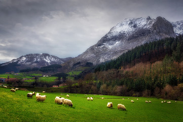 Sheep in Arrazola, Basque Country