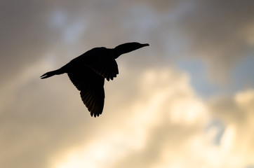 Double-Crested Cormoran Silhouetted in the Sunset Sky As It Flies