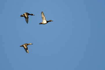 Three Ring-Necked Ducks Flying in a Blue Sky