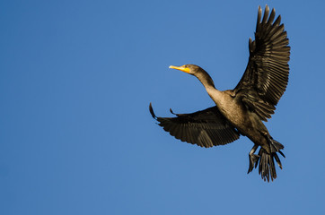Double-Crested Cormorant Flying in a Blue Sky