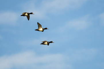 Three Ring-Necked Ducks Flying in a Blue Sky