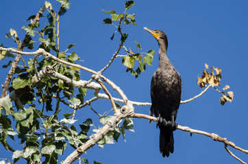 Double-Crested Cormorant Perched in Tall Tree