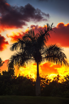 Palm tree on the background of a beautiful sunset