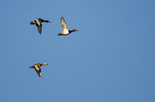 Three Ring-Necked Ducks Flying in a Blue Sky