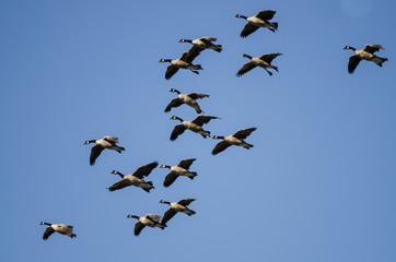 Flock of Canada Geese Flying in a Blue Sky