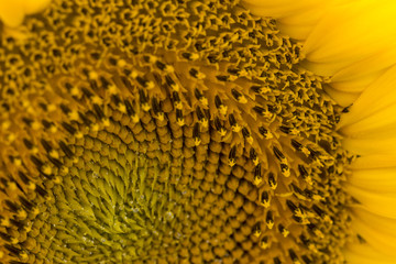 Vibrant yellow and orange macro of a sunflower