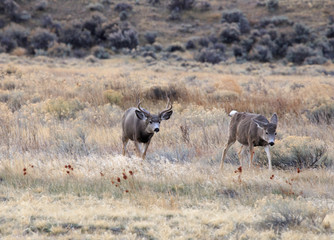 Buck and Doe Deer.